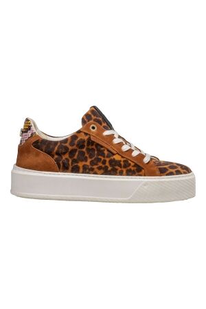 Floris Van Bommel Floris Van Bommel winni 01.10 23-01 Cognac